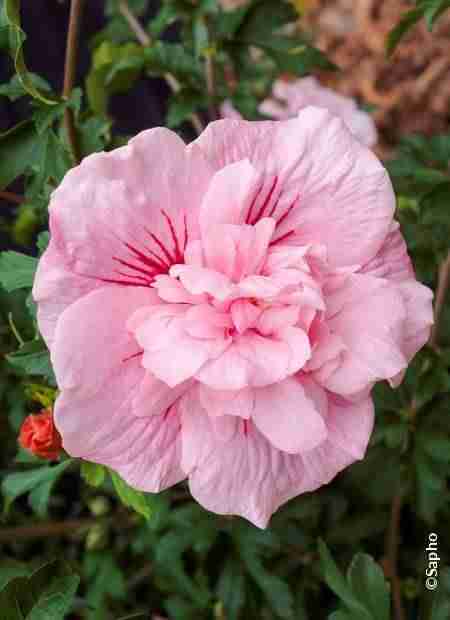 Hibiscus syriacus Pink Chiffon ® ‘Jwnwood4’ cov