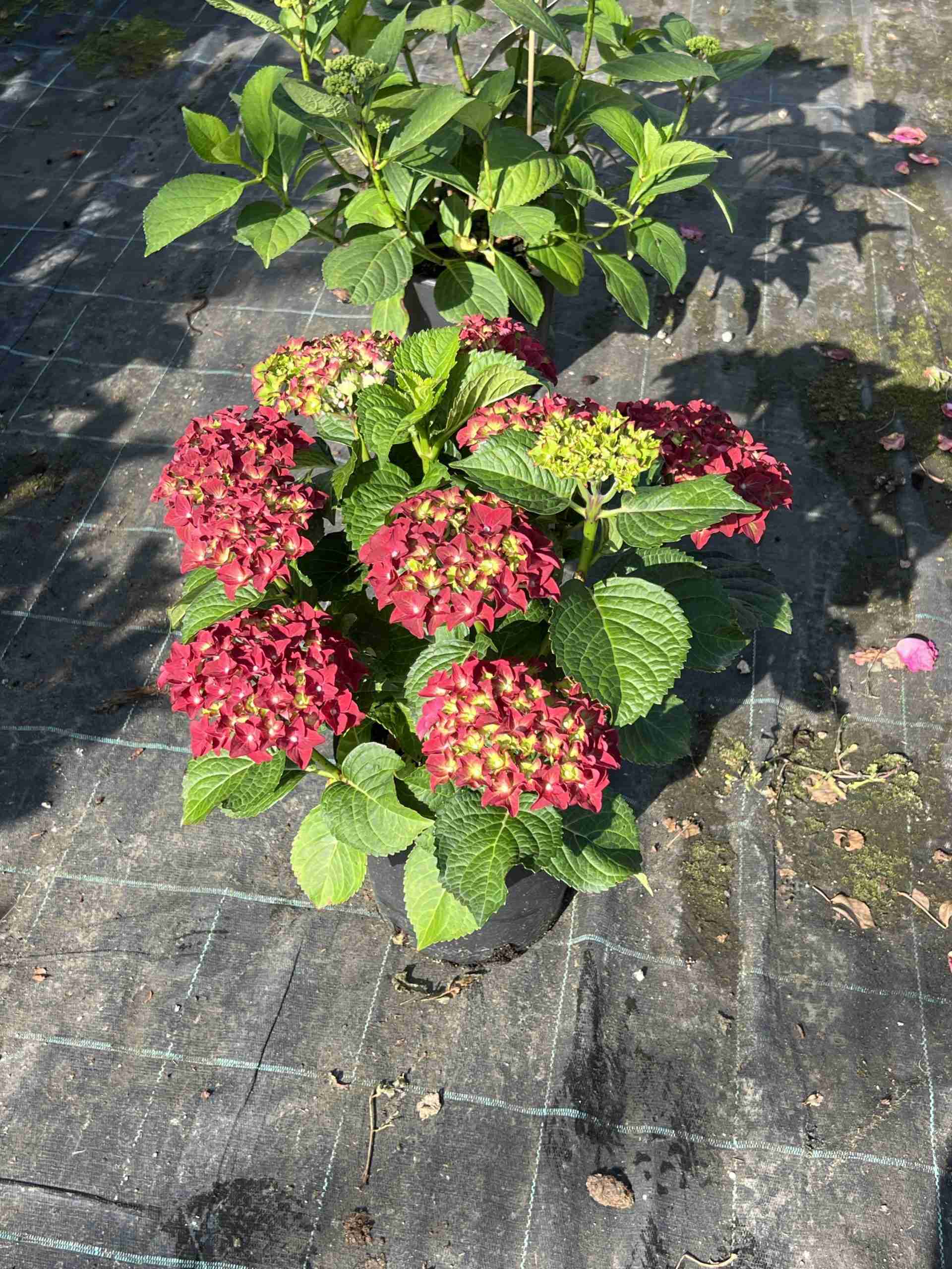 Ortensia macrophylla ‘Firewings Red’ ® (2anni)