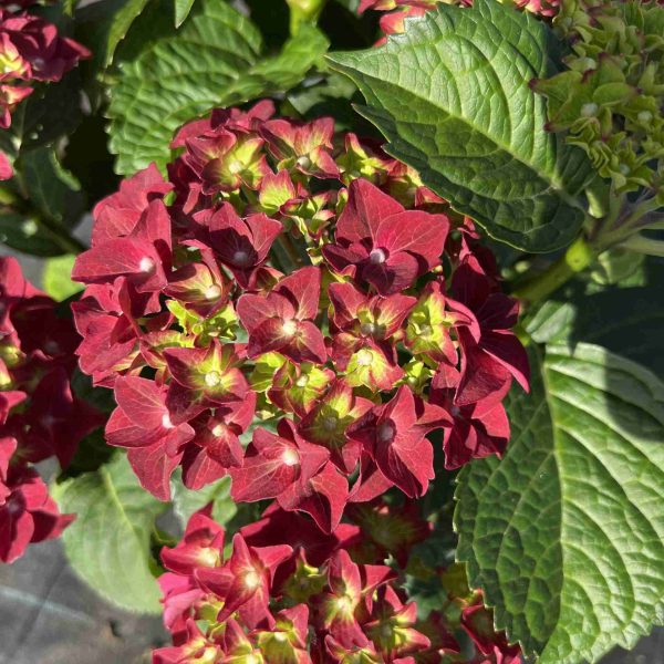 Ortensia macrophylla 'Firewings Red' ® (2anni)