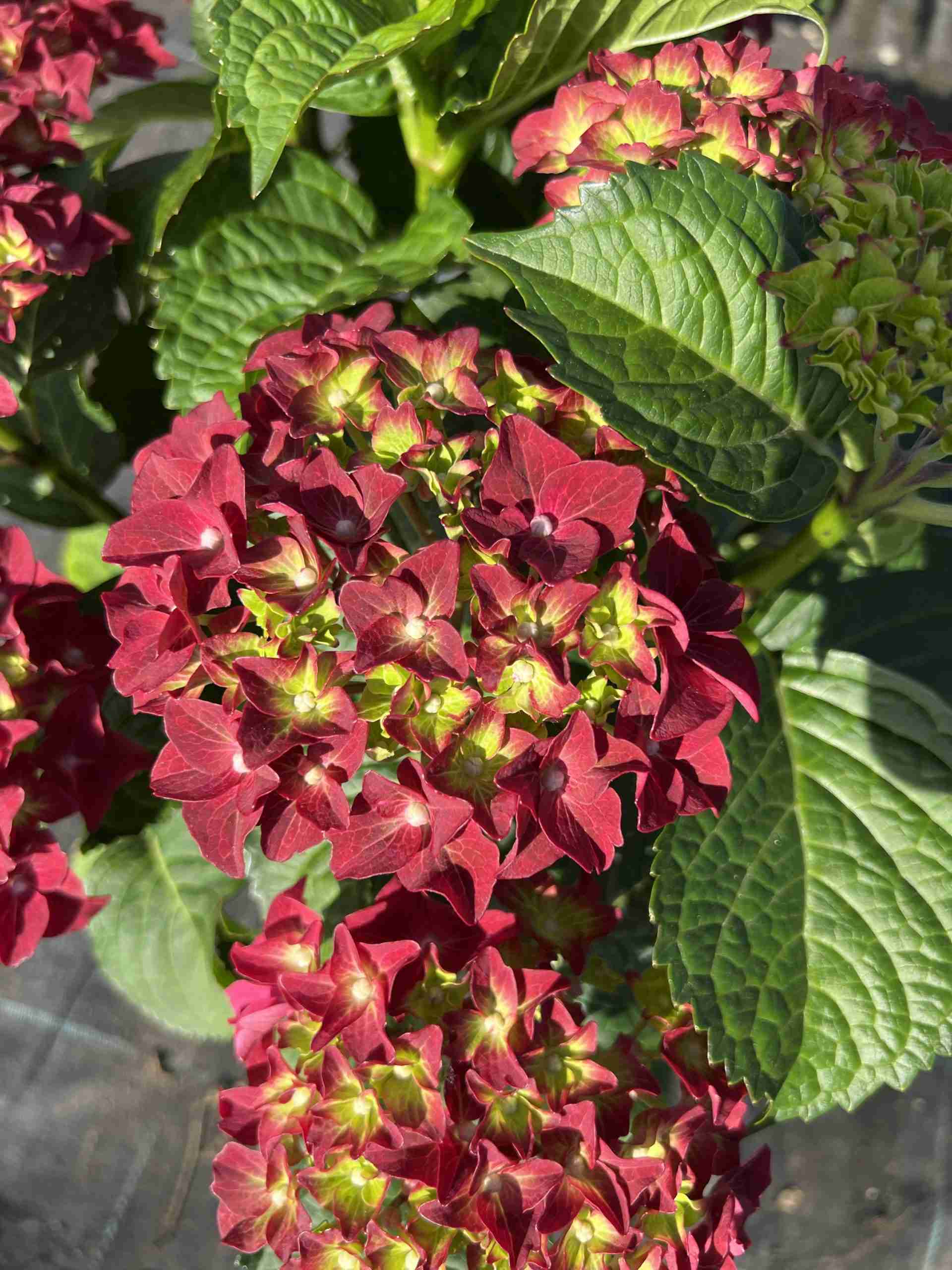 Ortensia macrophylla ‘Firewings Red’ ® (2anni)