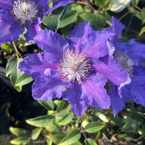 Clematis Baronesse Fookes โข (1 anno)