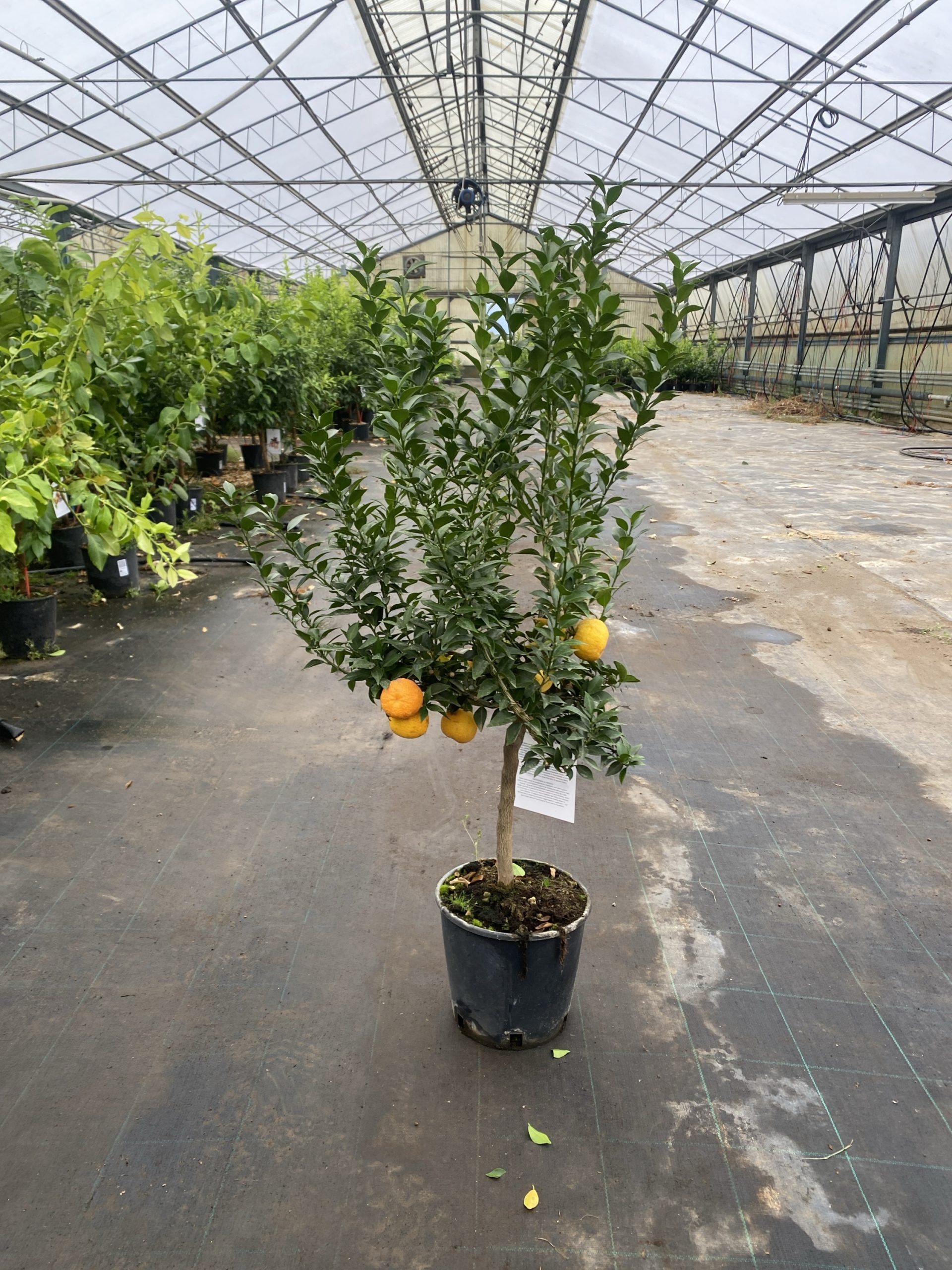Chinotto - Citrus Mirtyfolia - Cespuglio - 3 anni - immagine 2