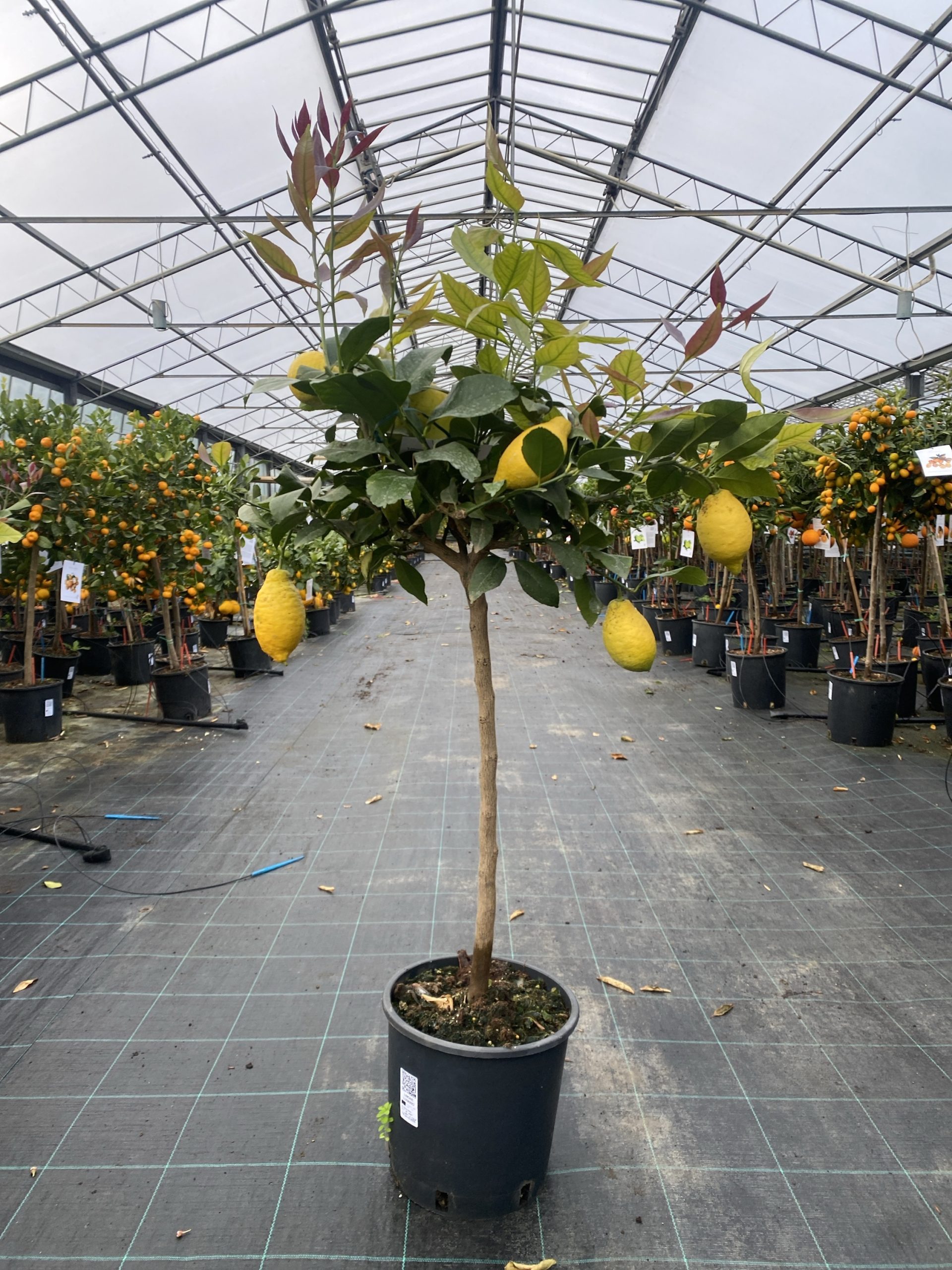 Limone Lunario Citrus limon (alberello 3 anni) in vaso