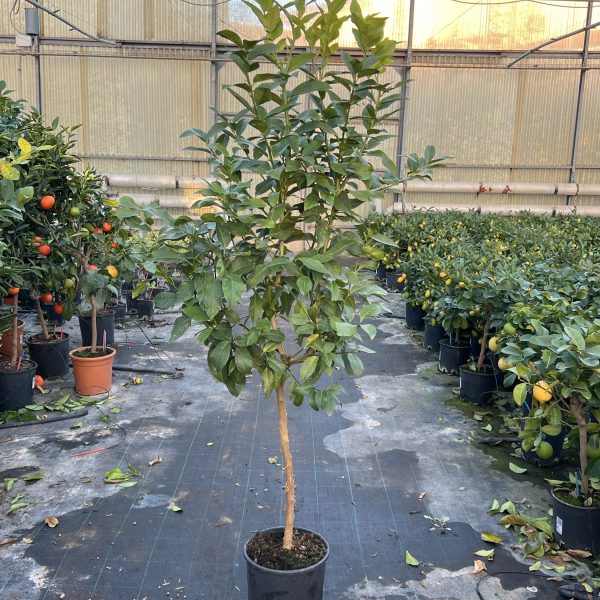 Limone Lunario a frutto tondo Citrus limon alberello di 4 anni con frutti