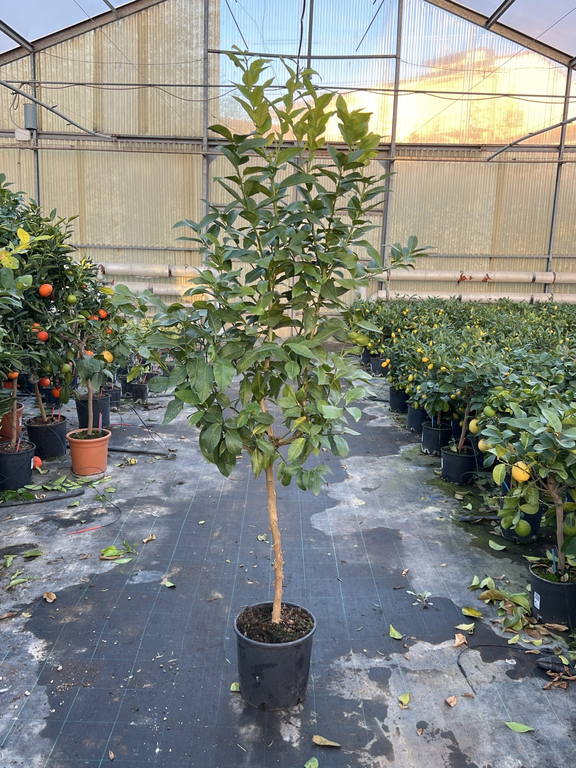 Limone Lunario a frutto tondo Citrus limon alberello di 4 anni con frutti