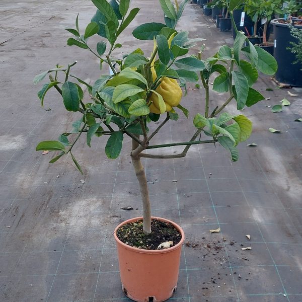 Cedro Mano di Buddha Citrus medica digitata (cespuglio 3 anni) CH20102025