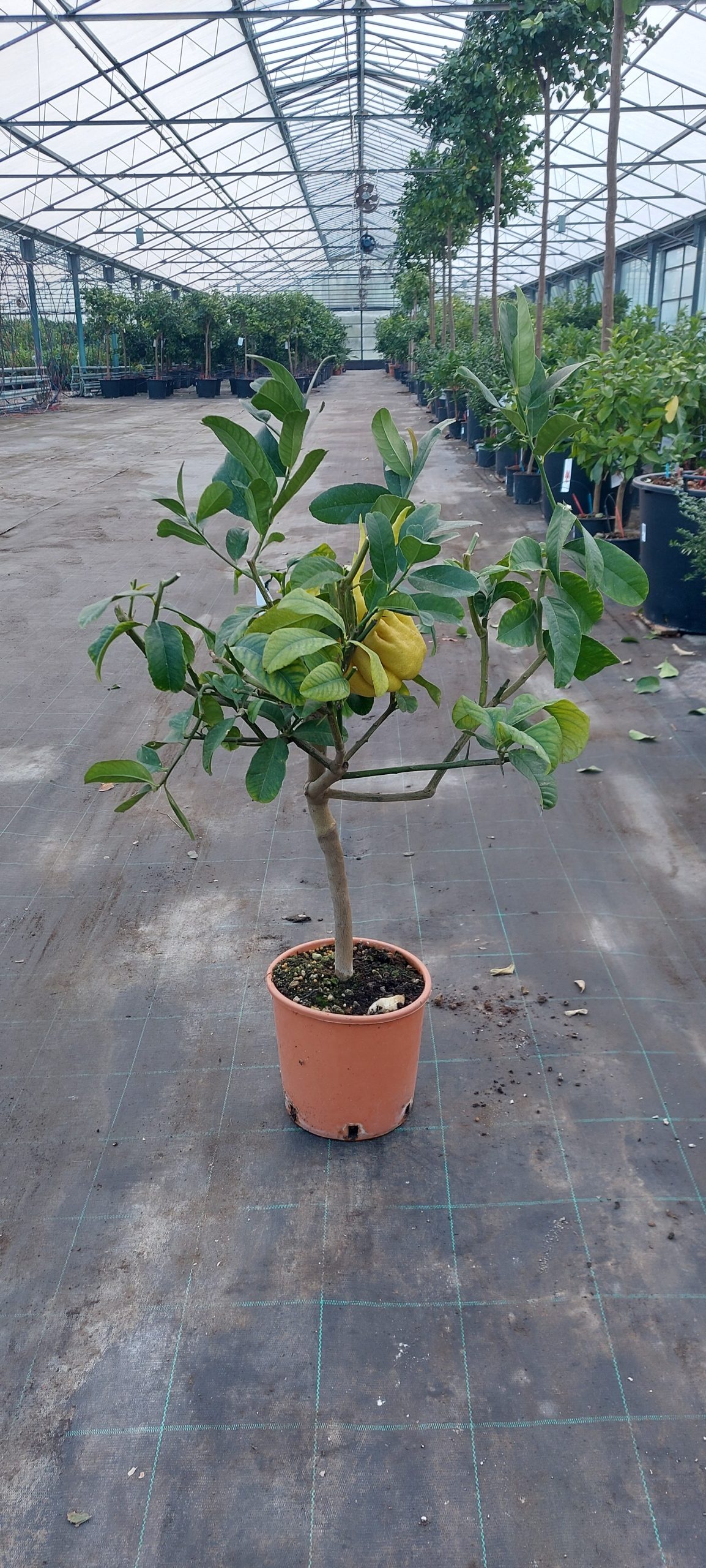 Cedro Mano di Buddha Citrus medica digitata (cespuglio 3 anni) CH20102025