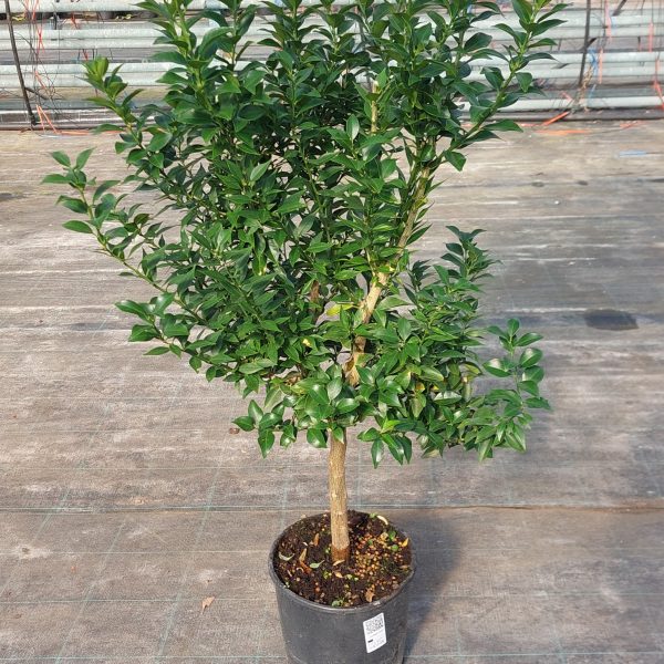 Chinotto - Citrus Mirtyfolia - Cespuglio - 3 anni