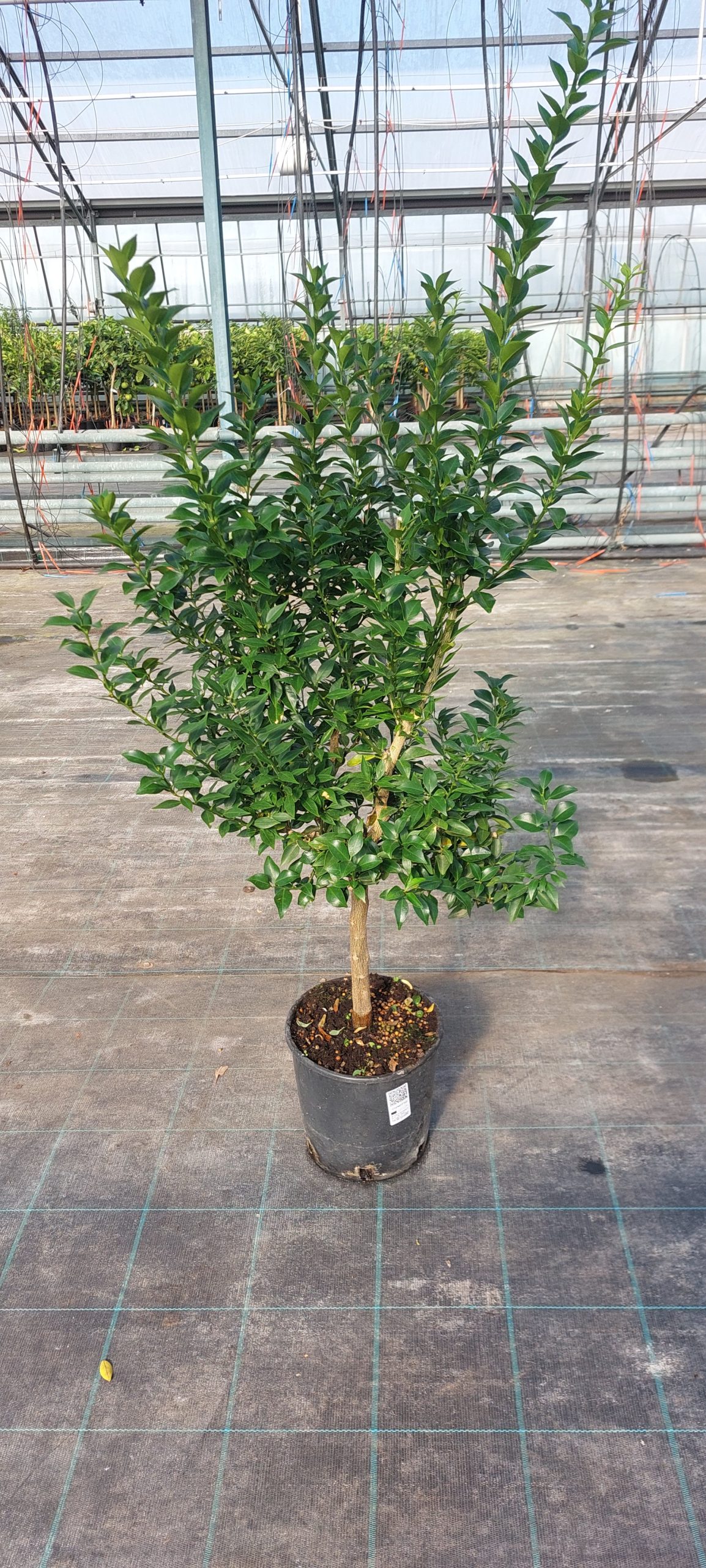 Chinotto - Citrus Mirtyfolia - Cespuglio - 3 anni