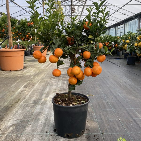 Chinotto Citrus myrtifolia (cespuglio 3 anni) in vaso