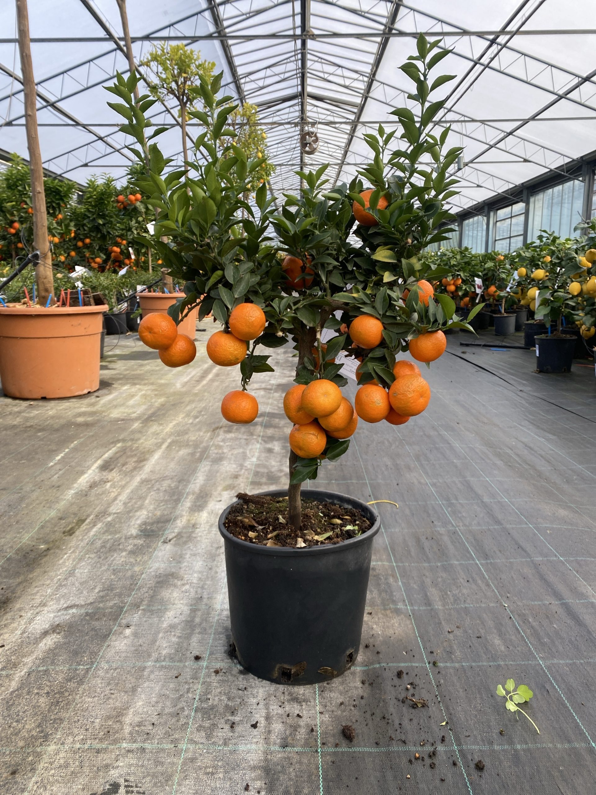 Chinotto Citrus myrtifolia (cespuglio 3 anni) in vaso