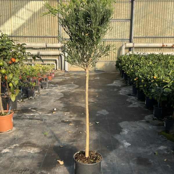 Limetta del Deserto Australiano Eremocitrus glauca alberello di 4 anni agrume raro e ornamentale
