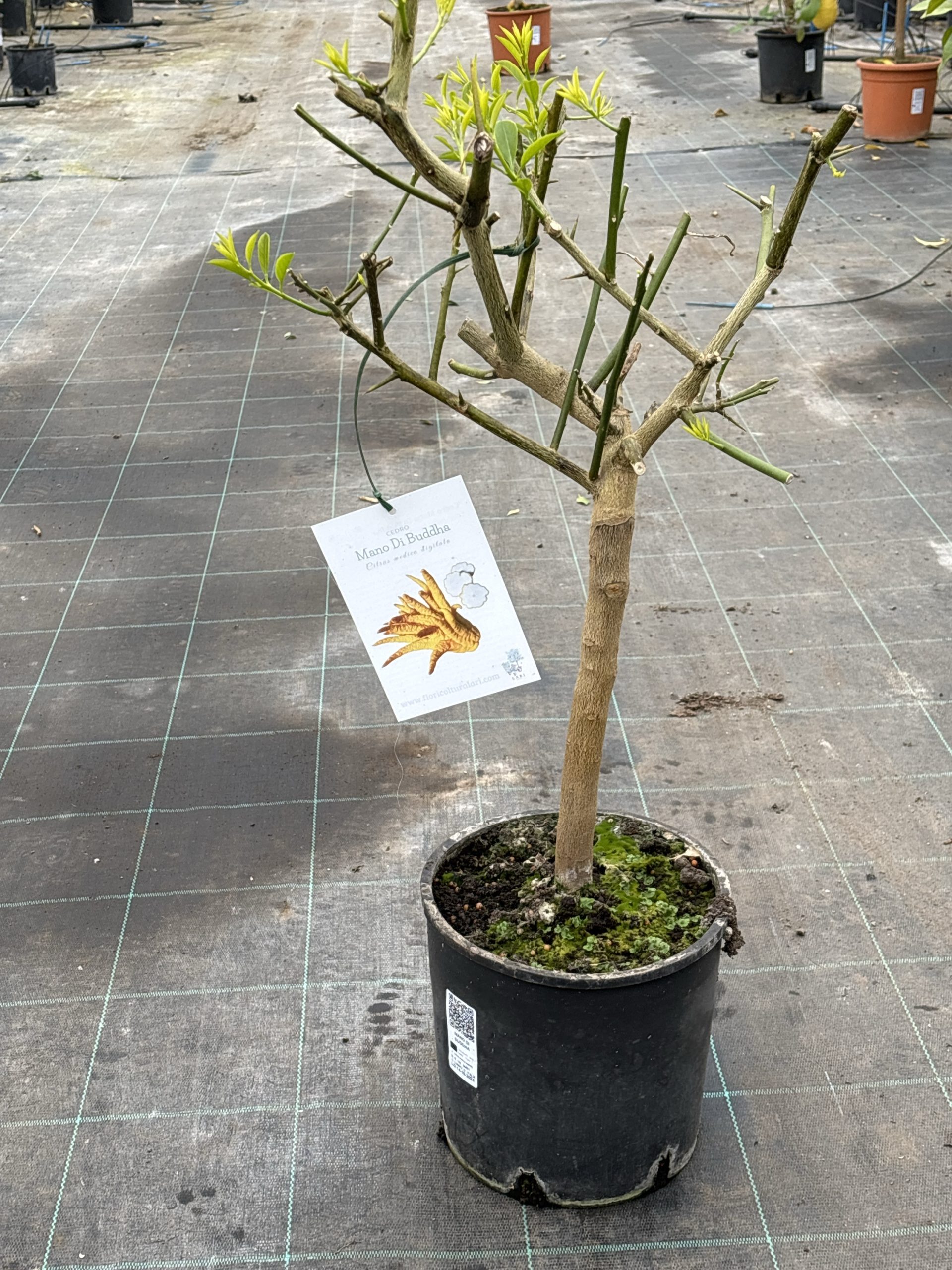 Pianta in vaso di Cedro Mano di Buddha Citrus medica digitata (cespuglio 3 anni)