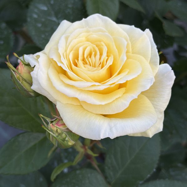 Rosa Rustica III®