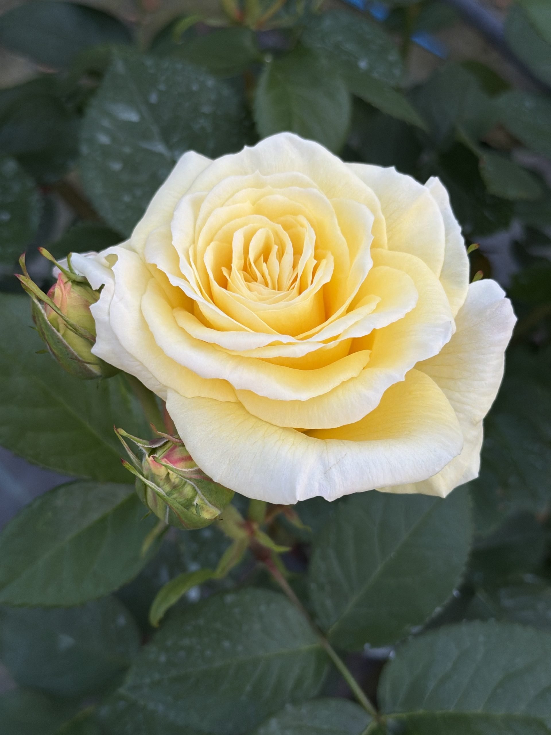 Rosa Rustica III®