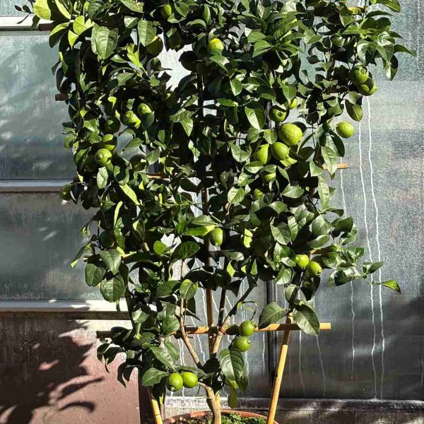 Pianta di limone Toscano (Citrus limon) allevata a spalliera con frutti gialli su pianta