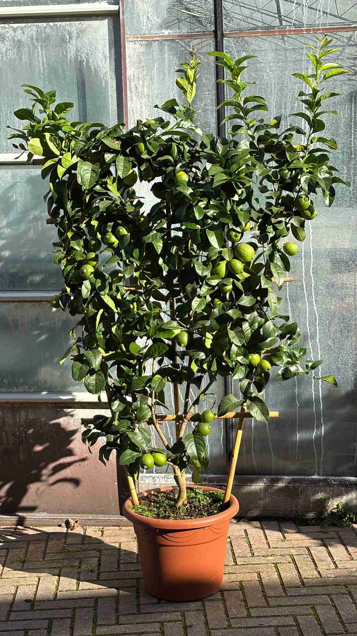 Pianta di limone Toscano (Citrus limon) allevata a spalliera con frutti gialli su pianta