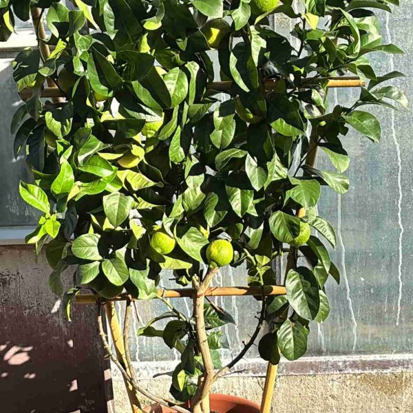 Pianta di limone Toscano (Citrus limon) allevata a spalliera con frutti gialli su pianta