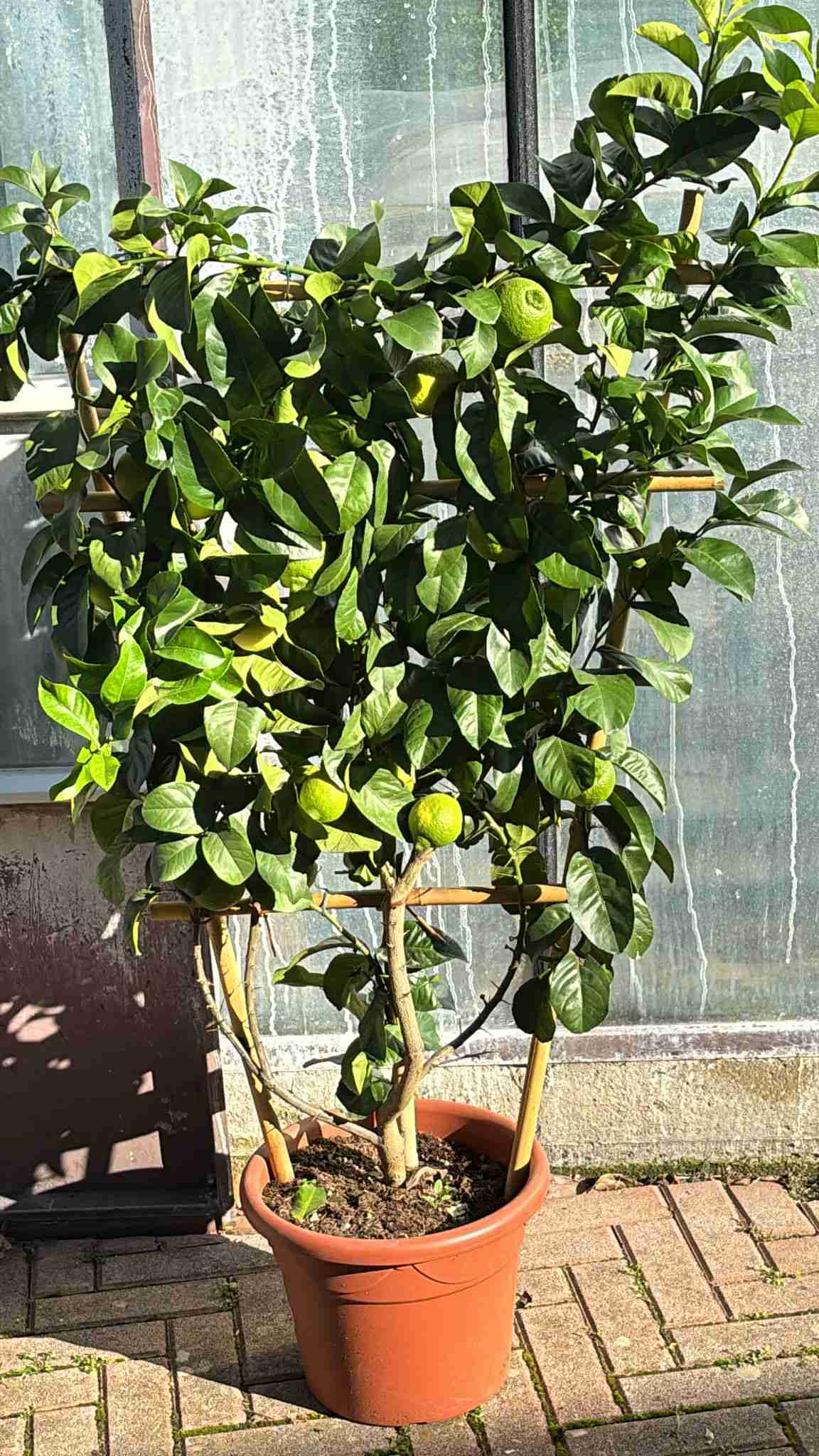 Pianta di limone Toscano (Citrus limon) allevata a spalliera con frutti gialli su pianta