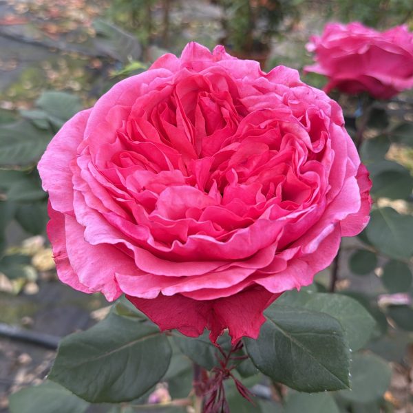 Rosa Audrey Fleurot®