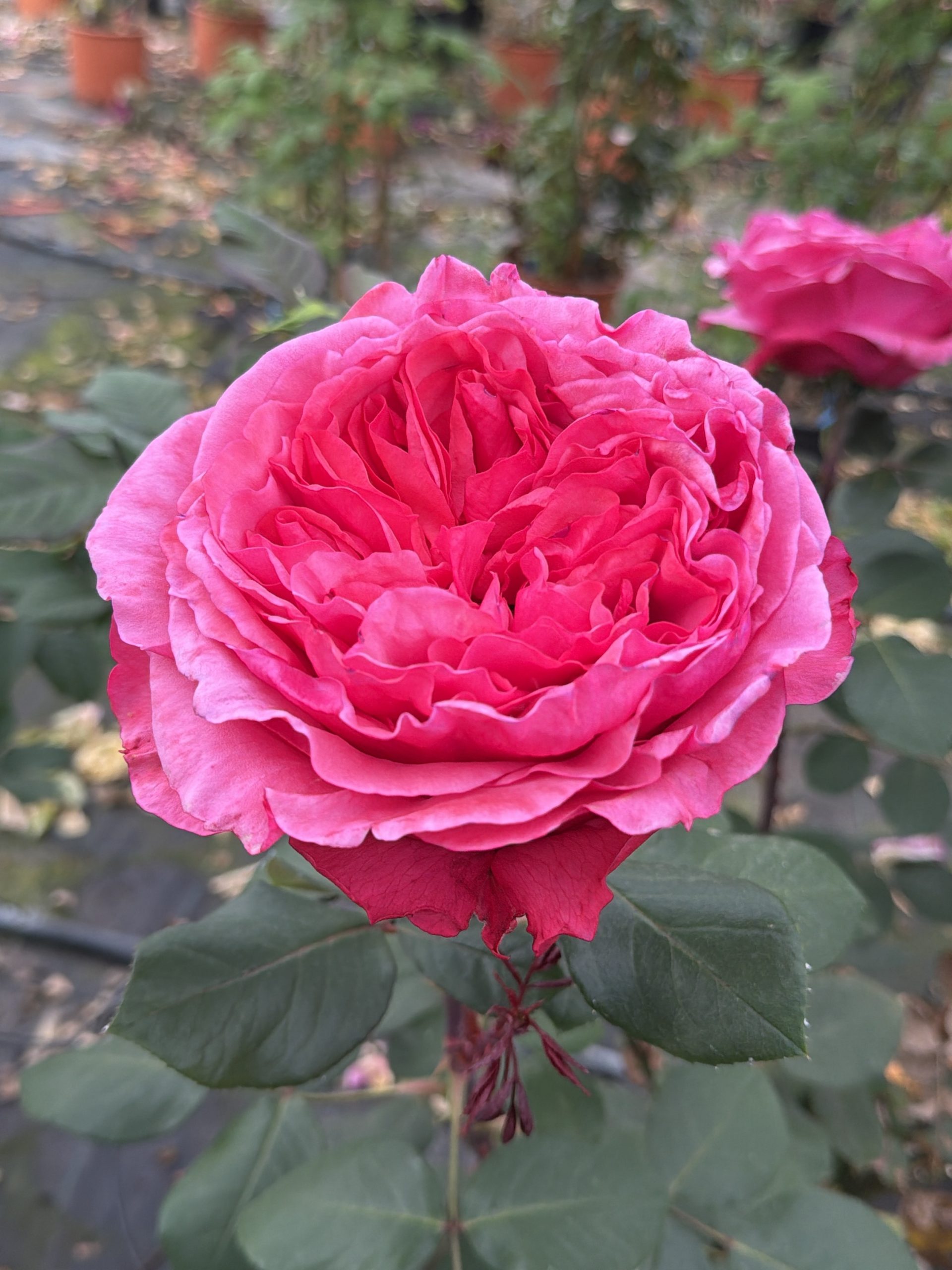 Rosa Audrey Fleurot®