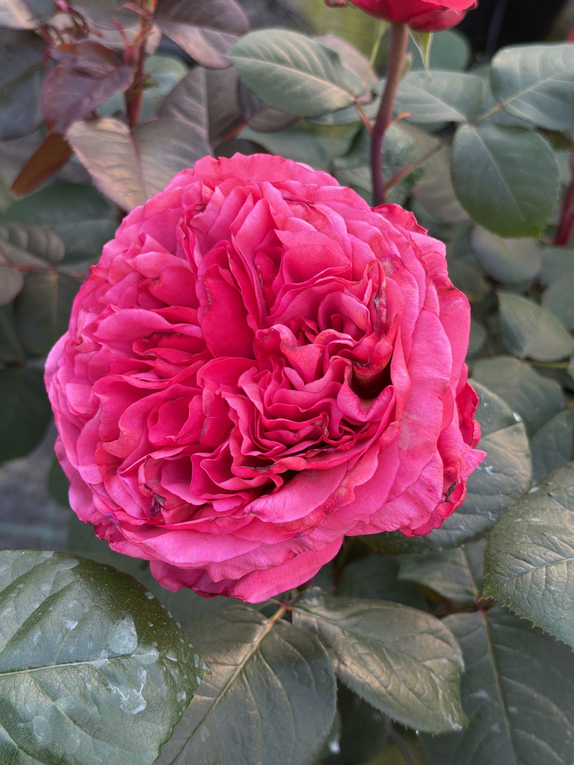 Rosa Audrey Fleurot®