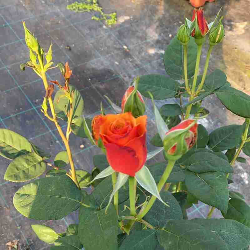 Fiore di Rosa rampicante Tempi Moderni® rosa ornamentale rampicante profumata