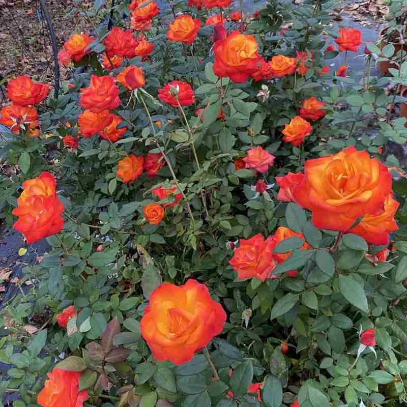 Fiore di Rosa rampicante Tempi Moderni® rosa ornamentale rampicante profumata