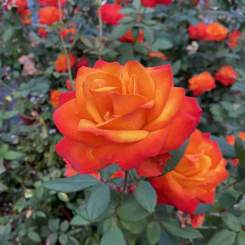 Fiore di Rosa rampicante Tempi Moderni® rosa ornamentale rampicante profumata