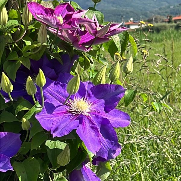 Clematis The Duchess of Cornwall rampicante con grandi fiori