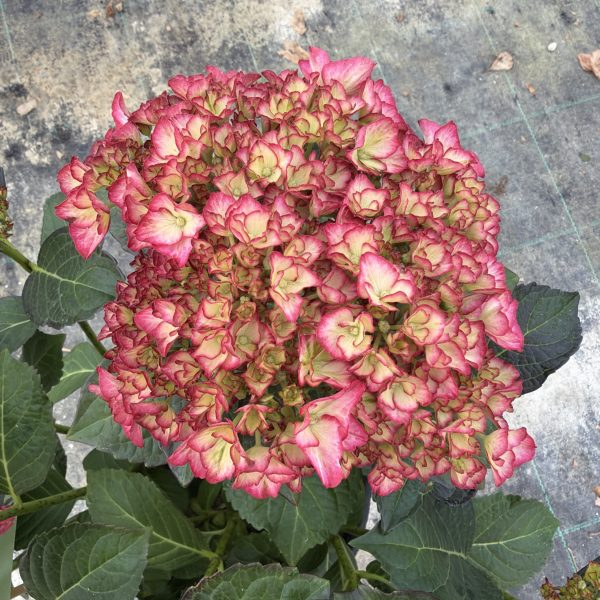 Ortensia macrophylla 'Charming Alice' ® (2anni)