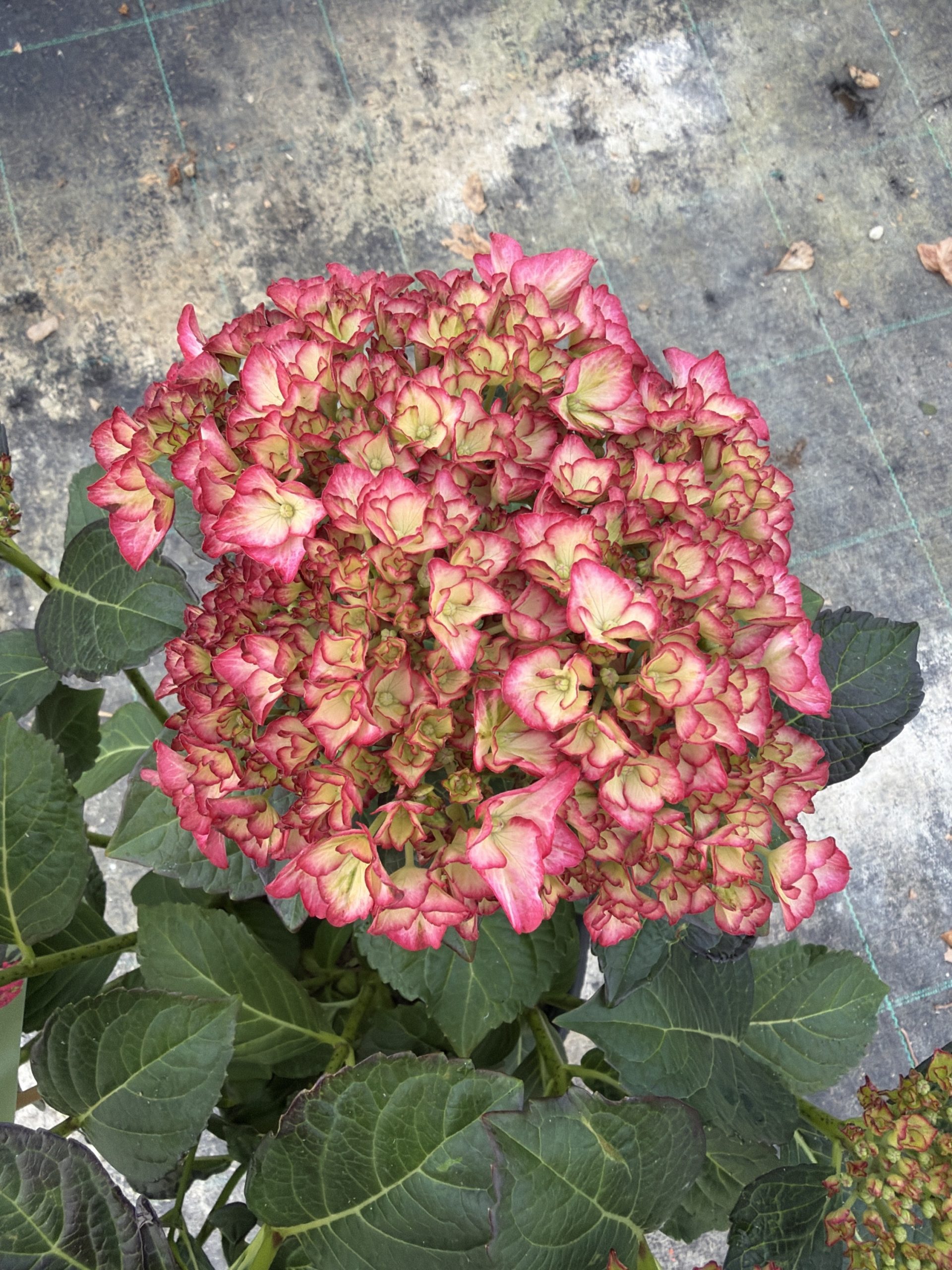 Ortensia macrophylla 'Charming Alice' ® (2anni)