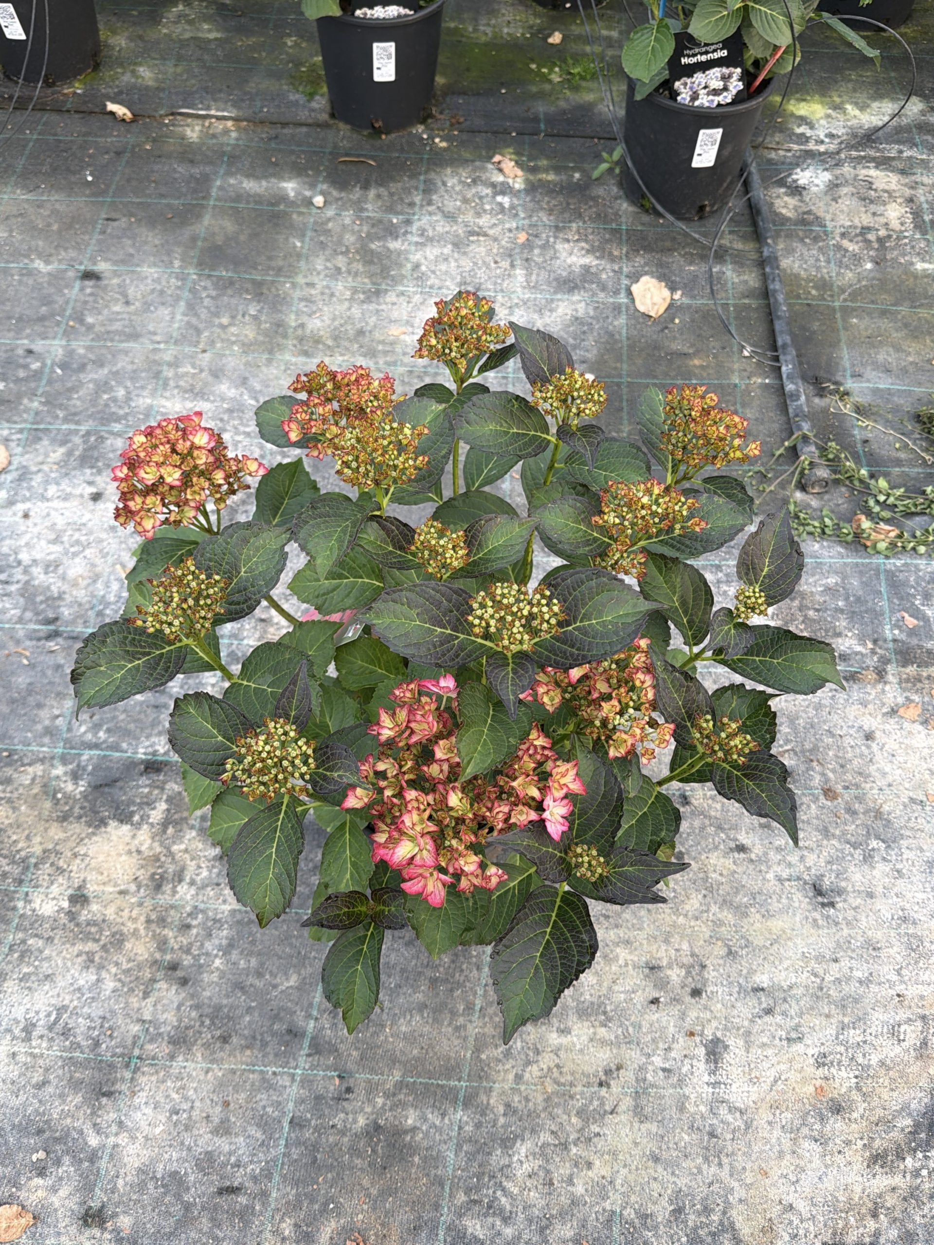 Ortensia macrophylla 'Charming Alice' ® (2anni) - immagine 2