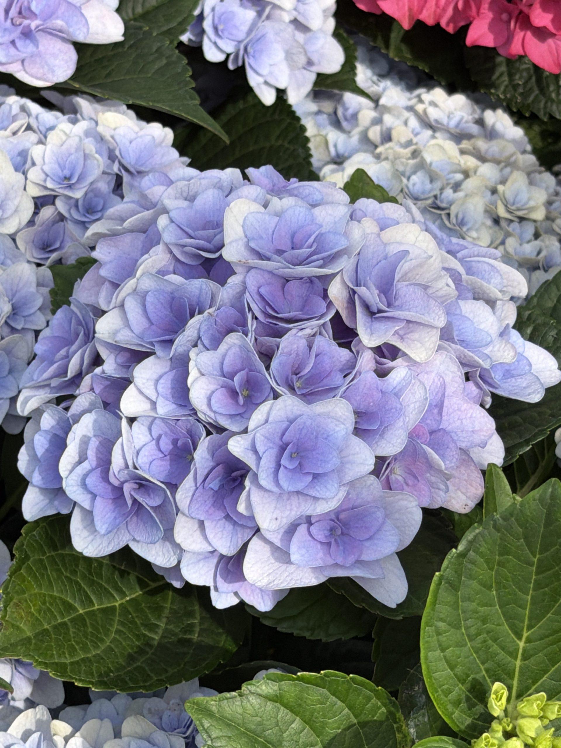 Ortensia macrophylla 'Florentina Blue' ® (2 anni) - immagine 2