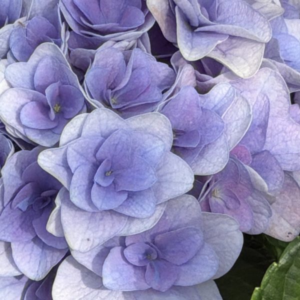 Ortensia macrophylla 'Florentina Blue' ® (2 anni)