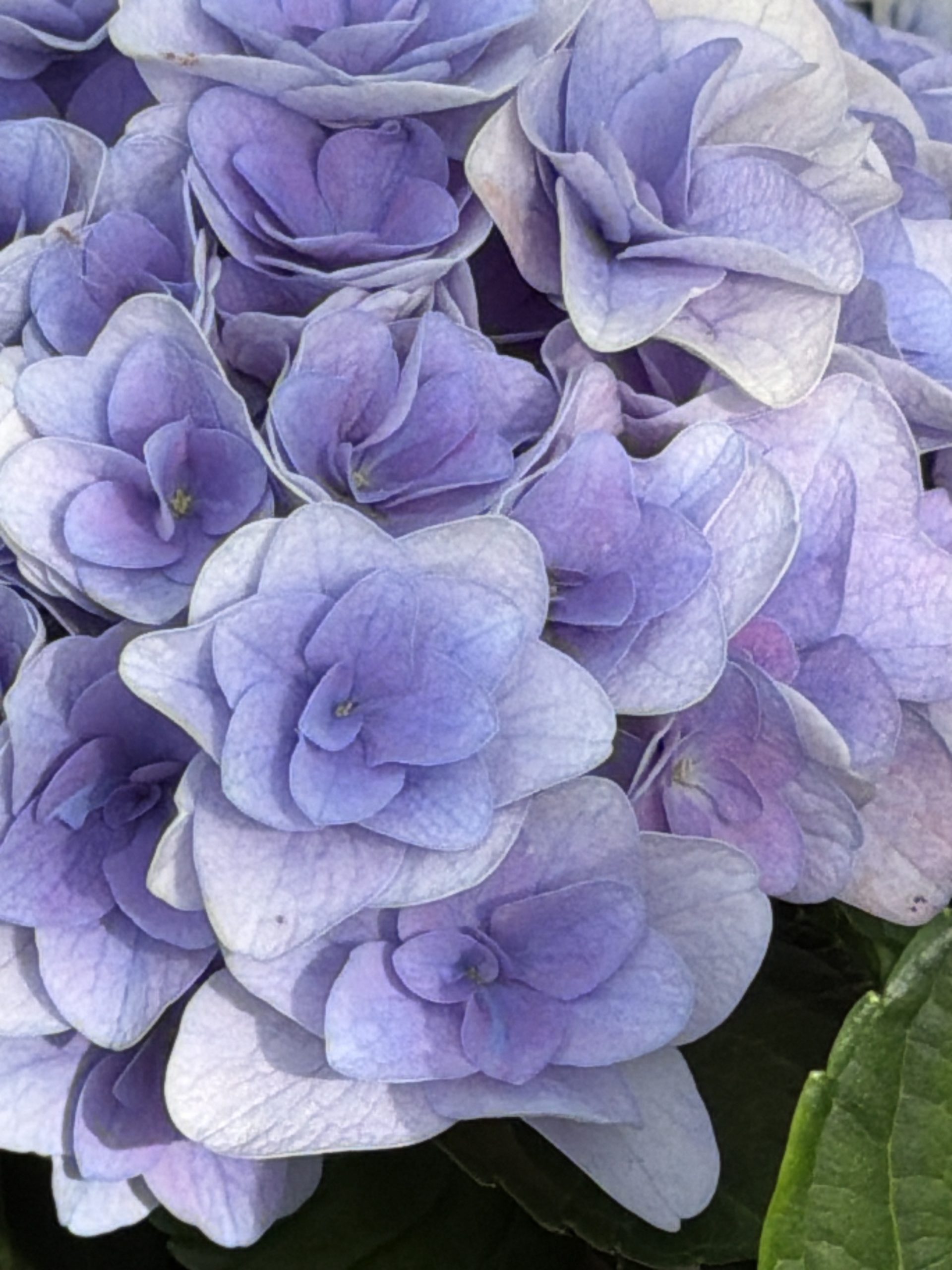 Ortensia macrophylla 'Florentina Blue' ® (2 anni)