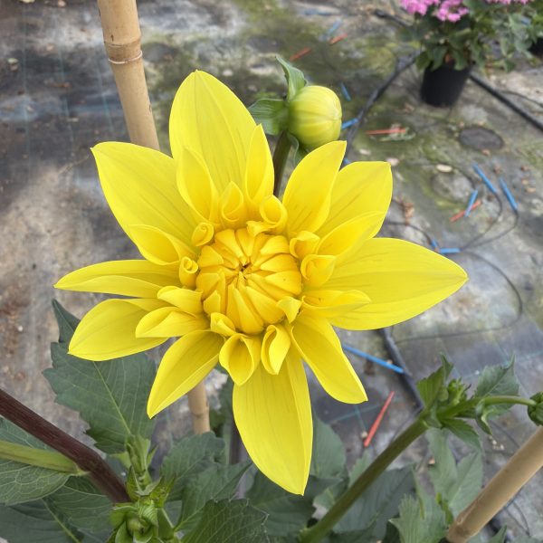 Dahlia ‘American Sun’