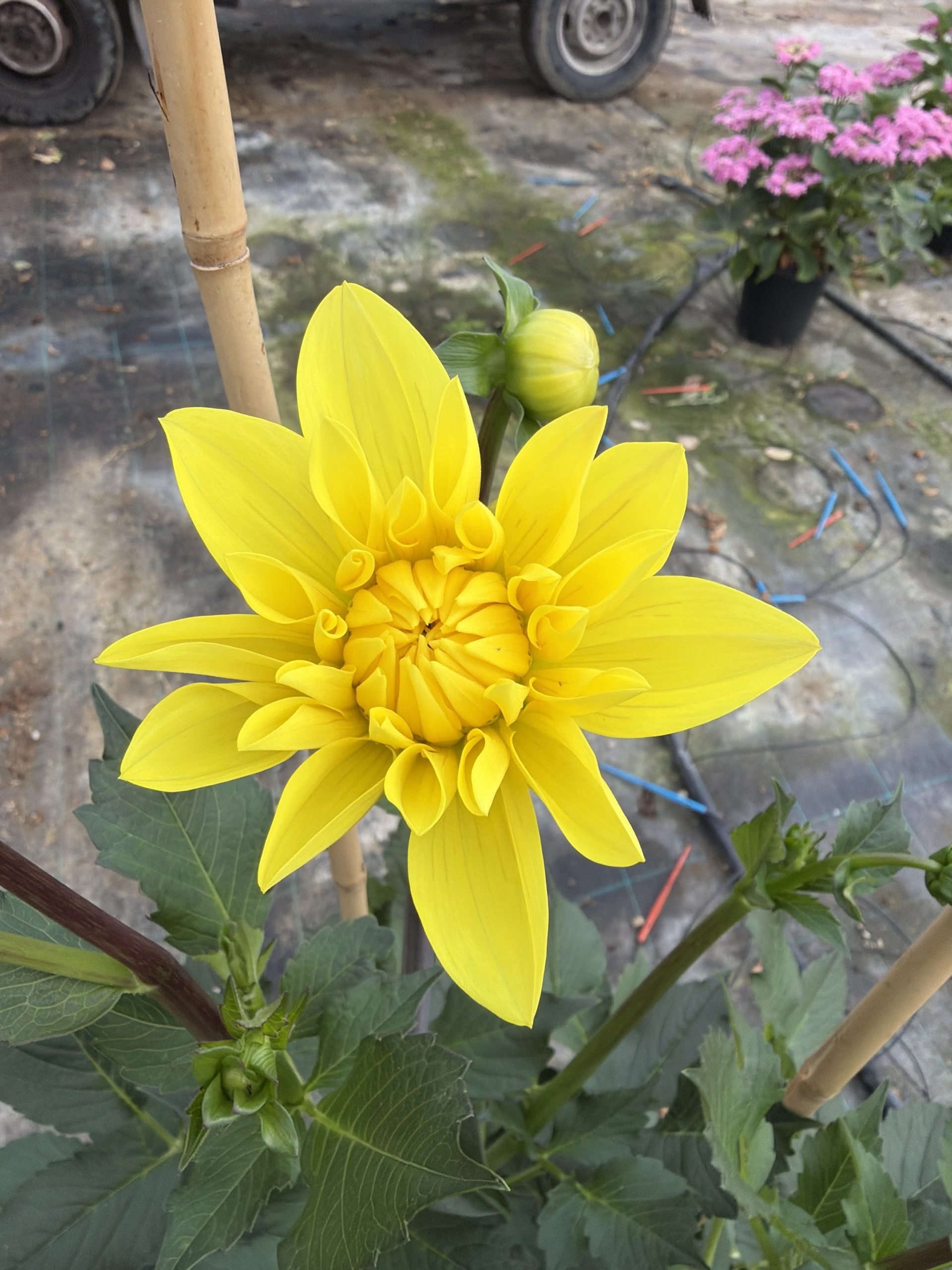 Dahlia ‘American Sun’