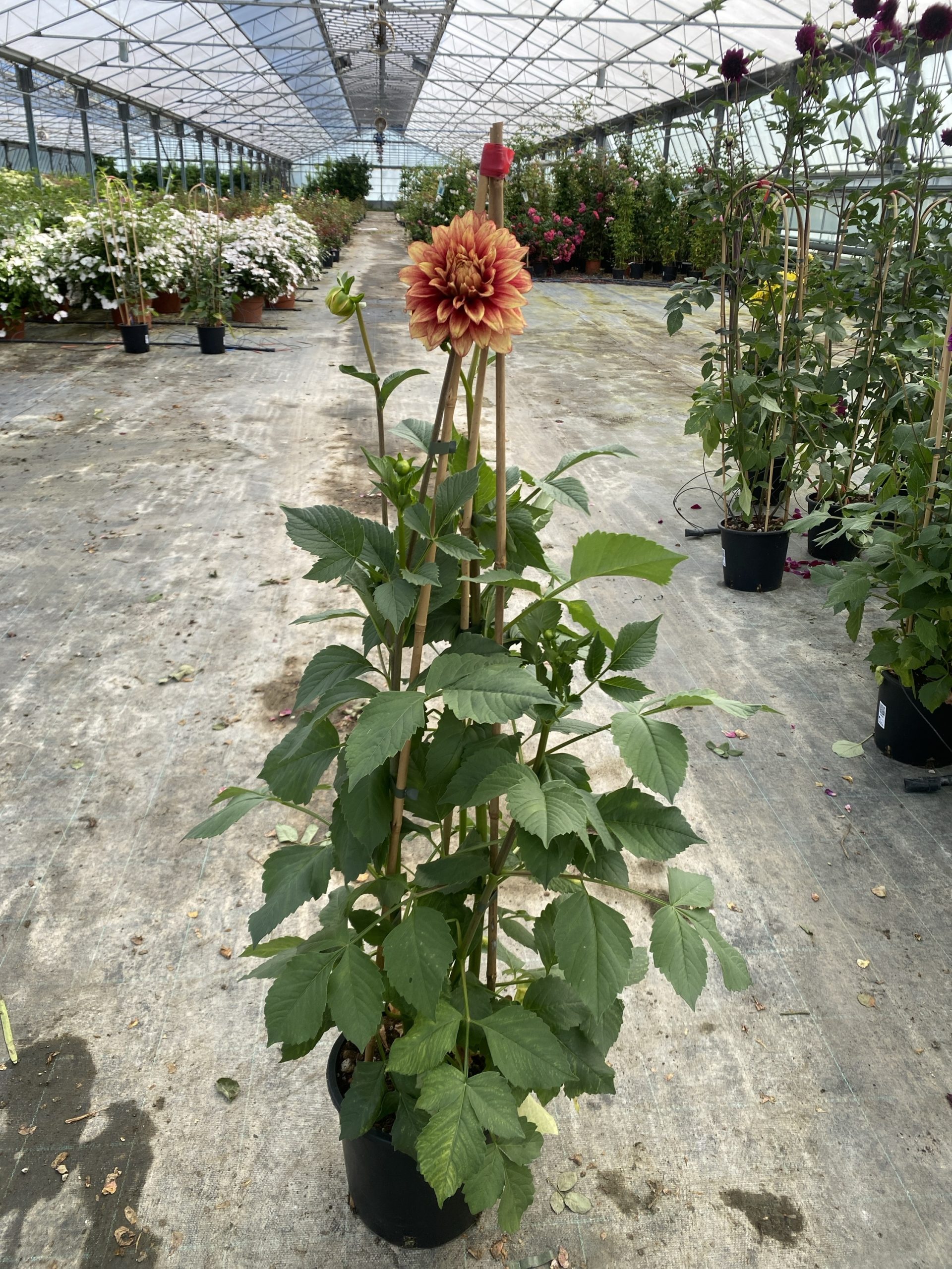 Dahlia 'Dazzling Magic' - immagine 2