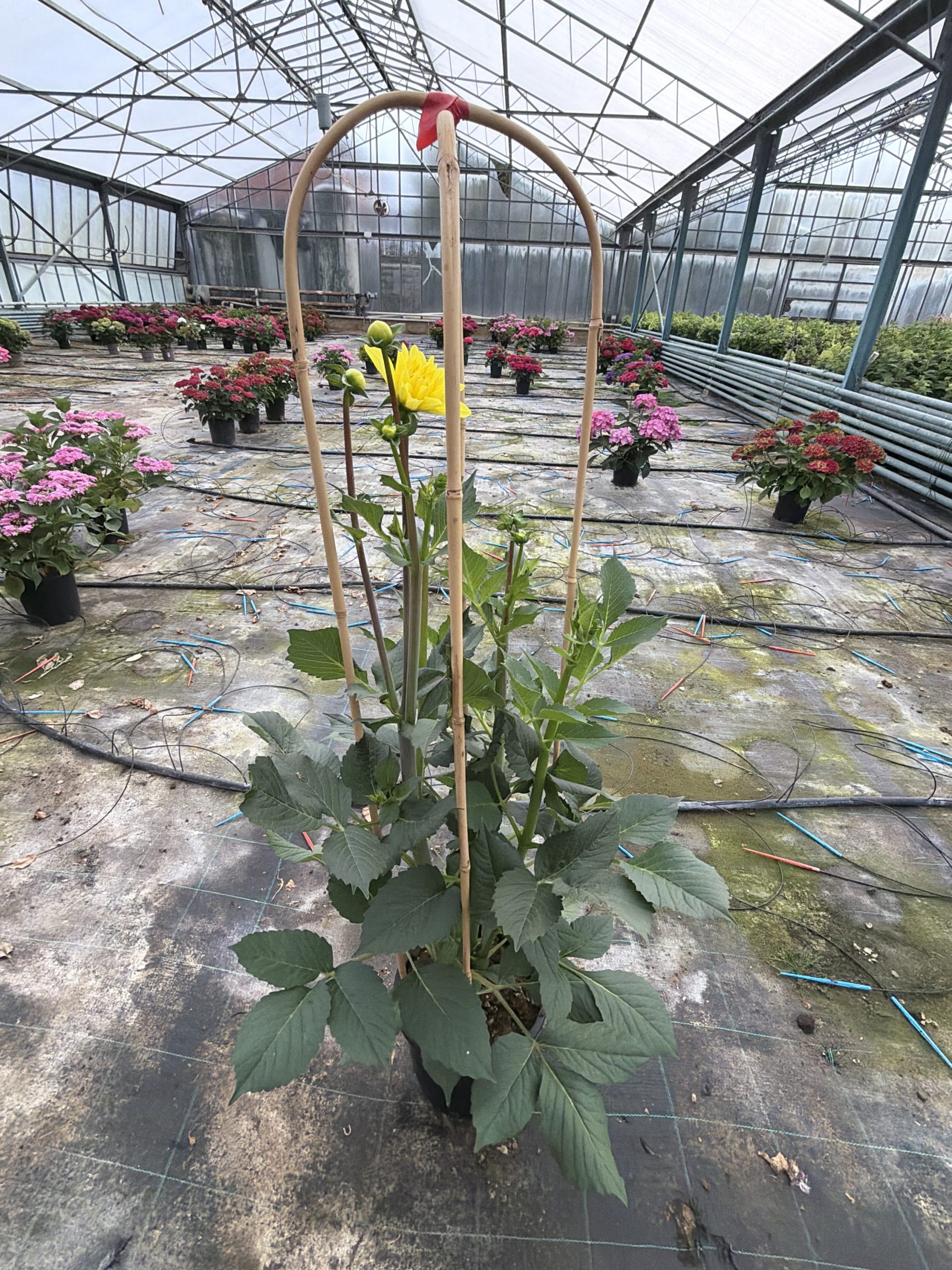 Dahlia ‘American Sun’