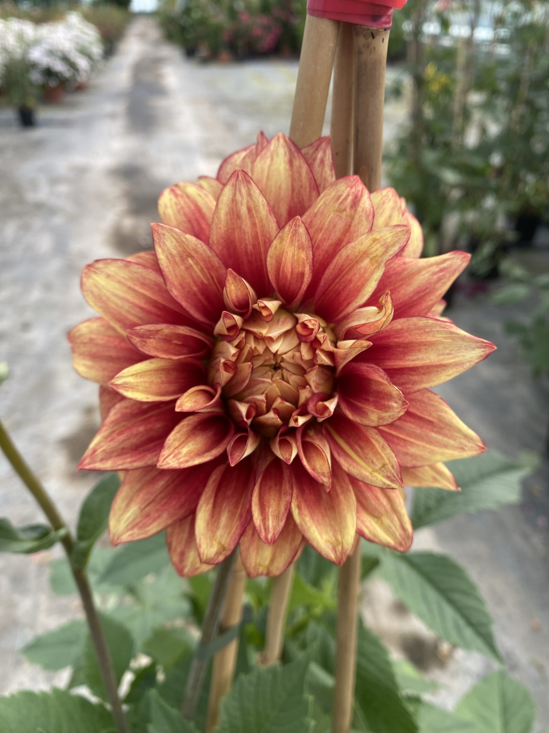 Dahlia 'Dazzling Magic'