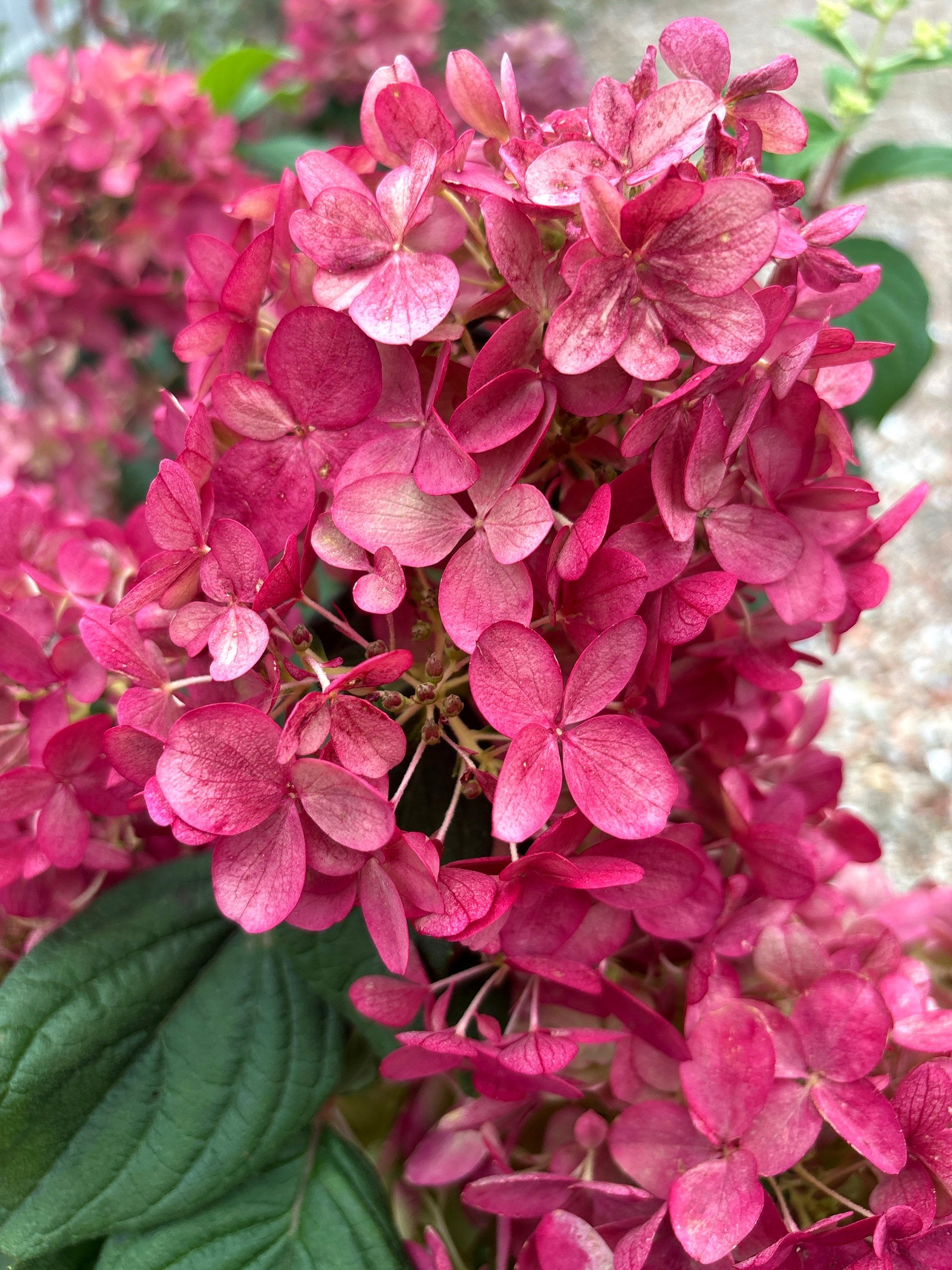 Ortensia paniculata Fire Light