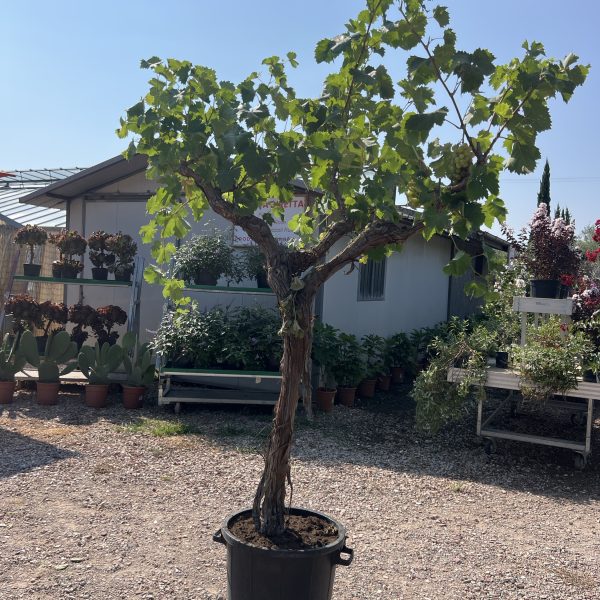 Vite esemplare – Vitis vinifera