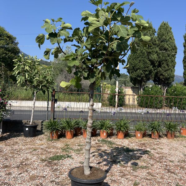 Fico esemplare – Ficus carica