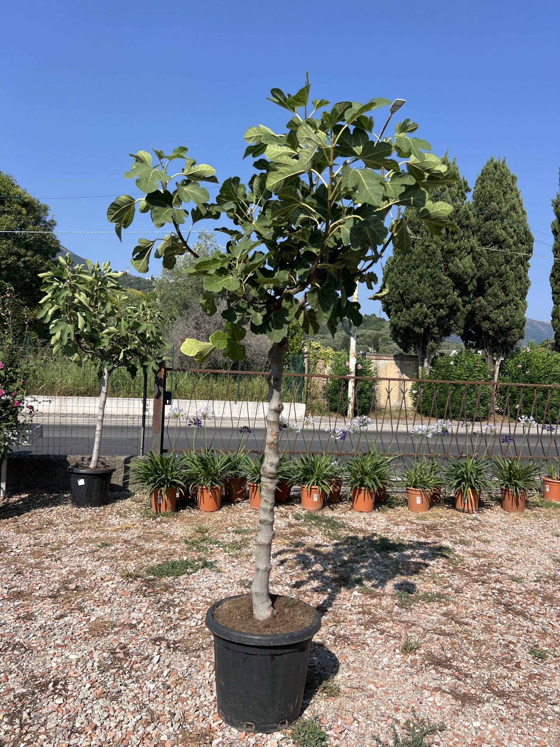 Fico esemplare – Ficus carica