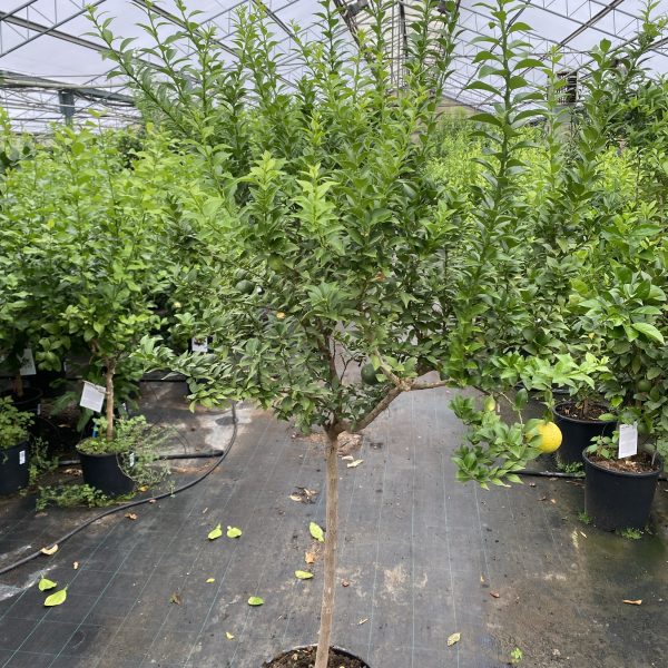 Chinotto – Citrus mirtyfolia – Alberello – 5 anni