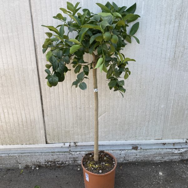 Limone Sfusato Amalfitano - Citrus limon - Alberello - 4 anni