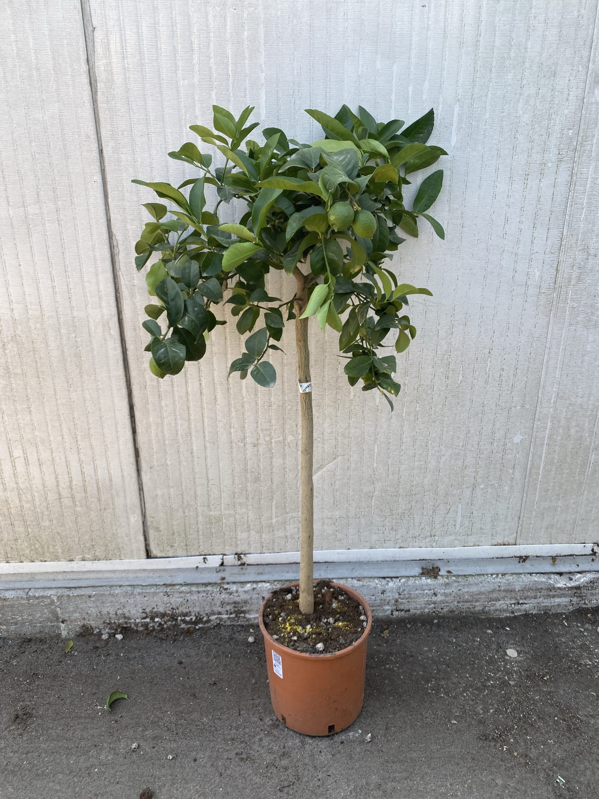 Limone Sfusato Amalfitano - Citrus limon - Alberello - 4 anni