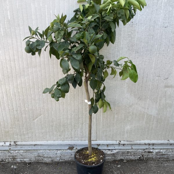 Arancio amaro Consolei – Citrus aurantium – Alberello – 4 anni