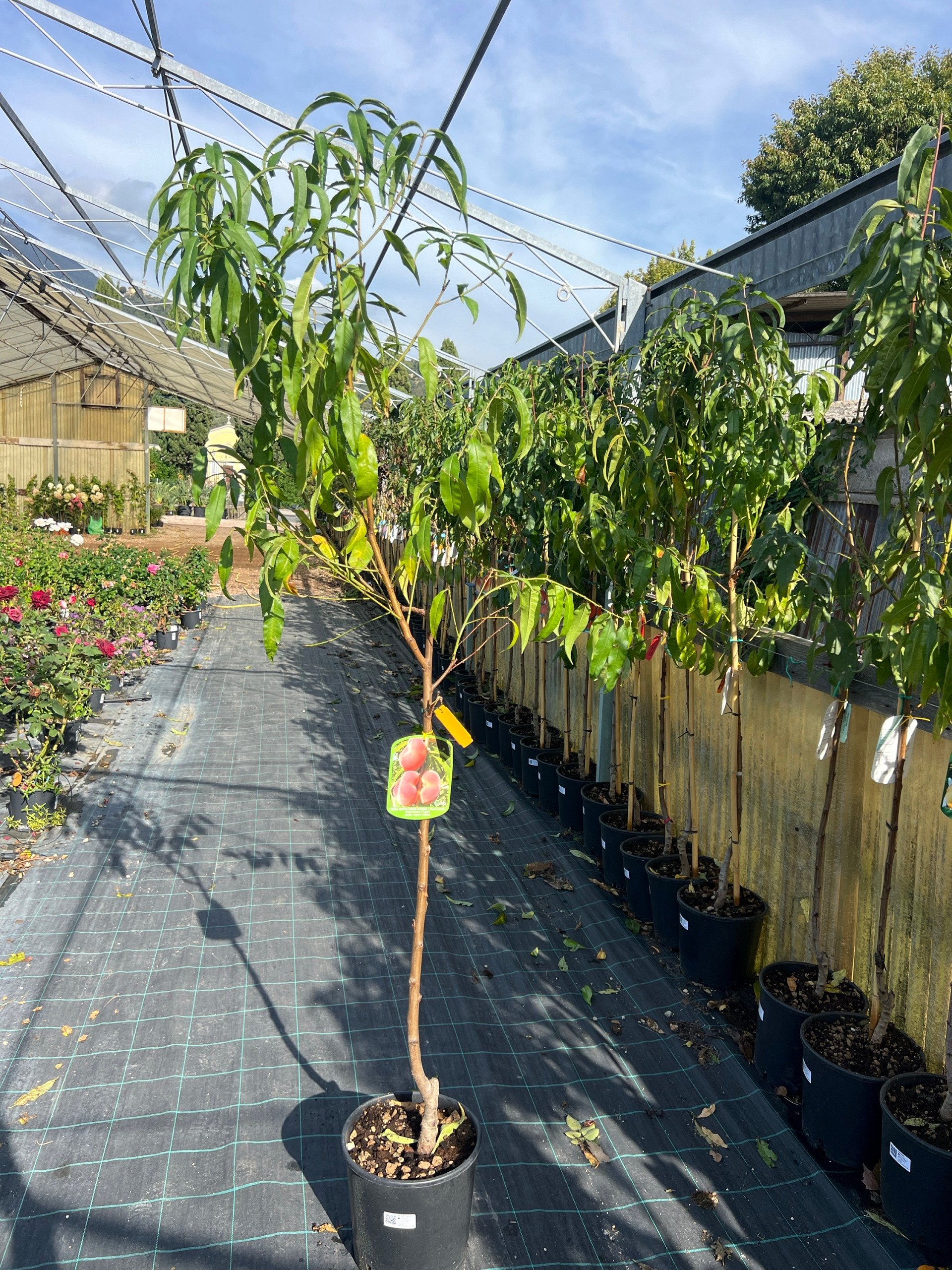 Pesco platicarpa 'Stark Saturn' – Prunus persica – vaso Ø 26 – pianta di 3 anni - immagine 2